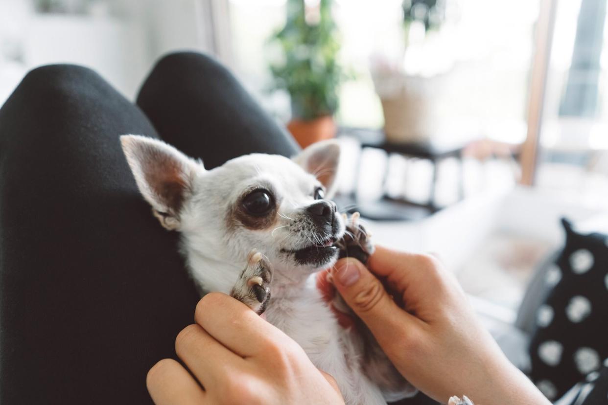 tiny teacup dog sitting in owner's lap