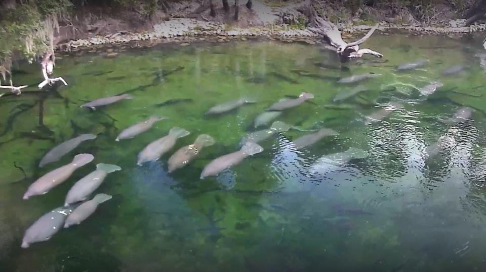 Manatees are the marquee attraction in colder winter months at Blue Spring State Park in Orange City. During the current heat wave, the 72-degree water will be a big draw for visitors ready to beat the heat.