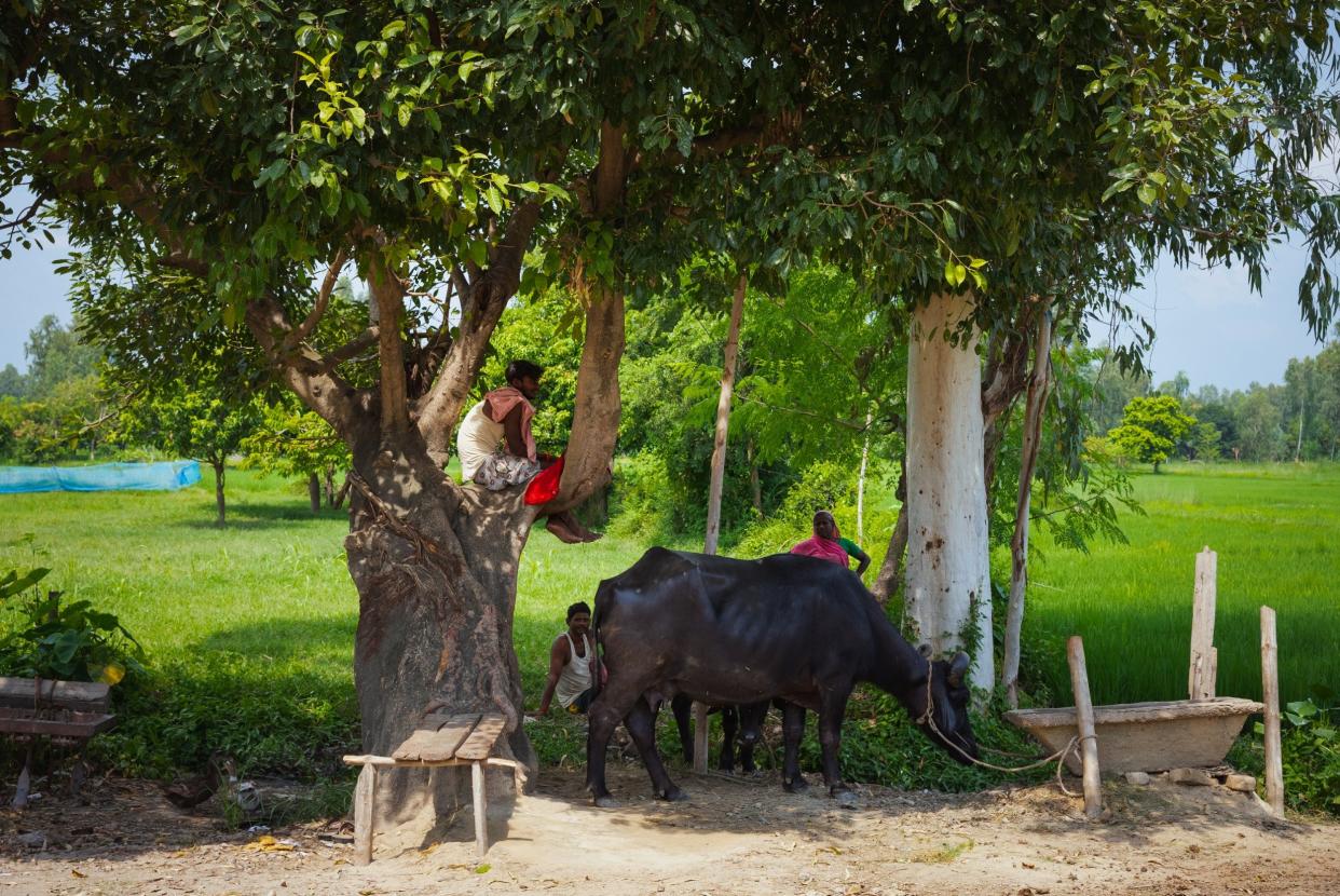 Agricultural workers take a break under a tree in a field with buffalo in Janakpur