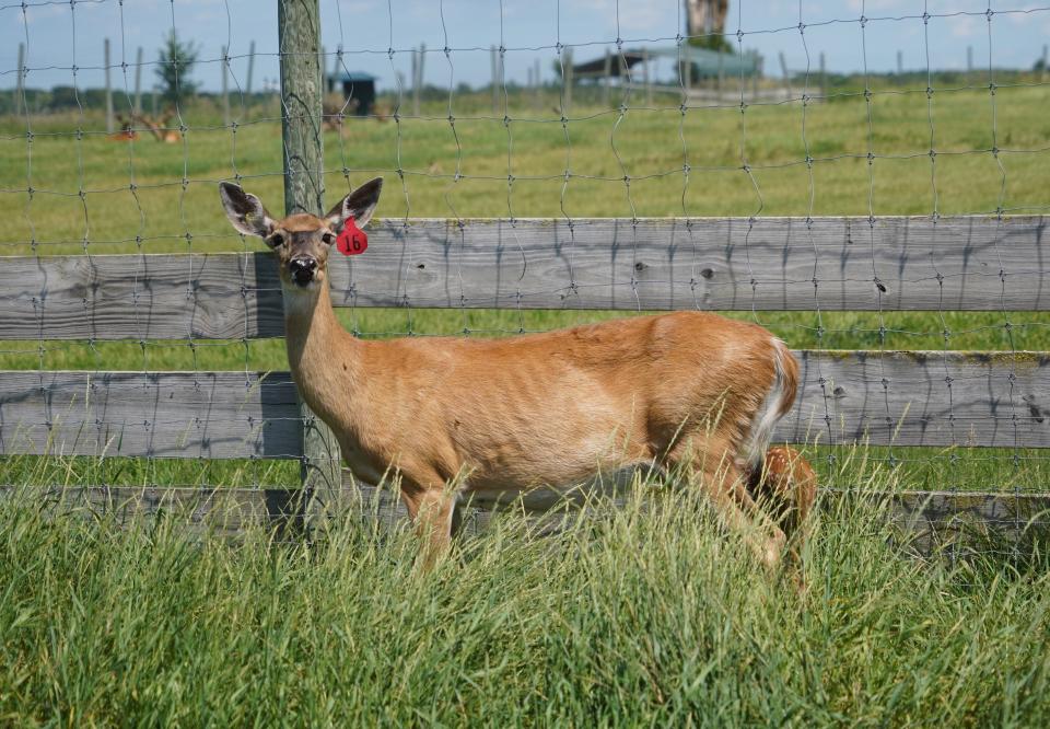 A white-tailed deer is photographed in a pen at a Wisconsin deer farm.