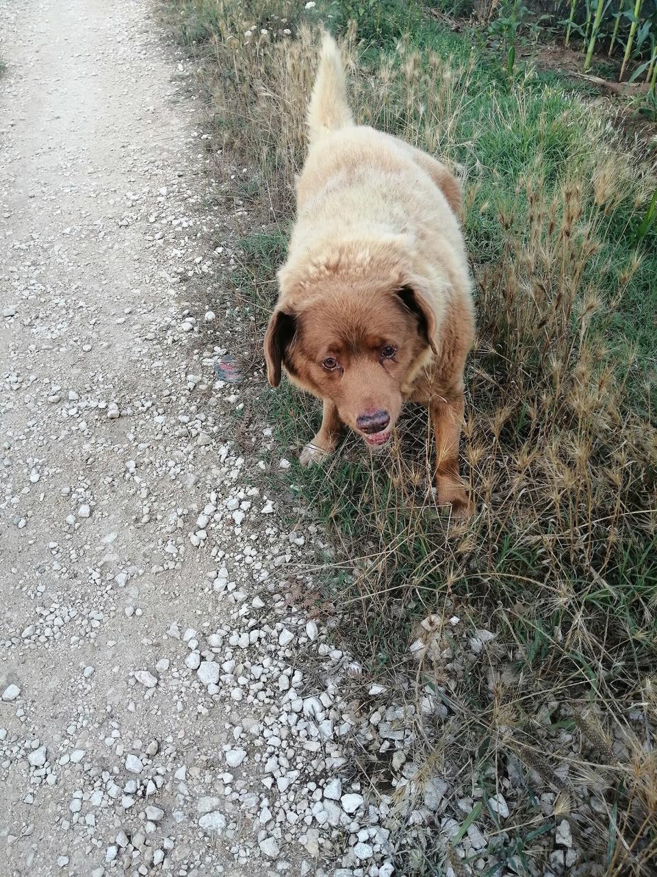 o cachorro mais velho do mundo bobi