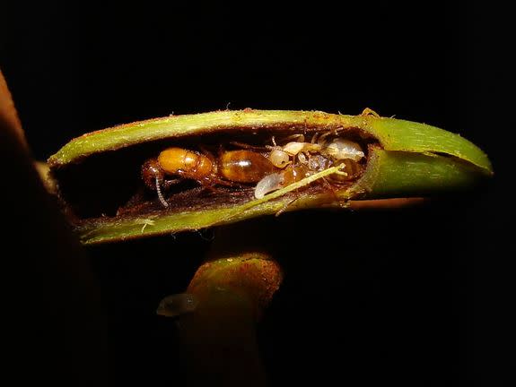 An ant queen of the species <em>Camponotus schmitzi</em>, living inside a swollen tendril at the base of the carnivorous pitcher plant <em>Nepenthes bicalcarata</em>.
