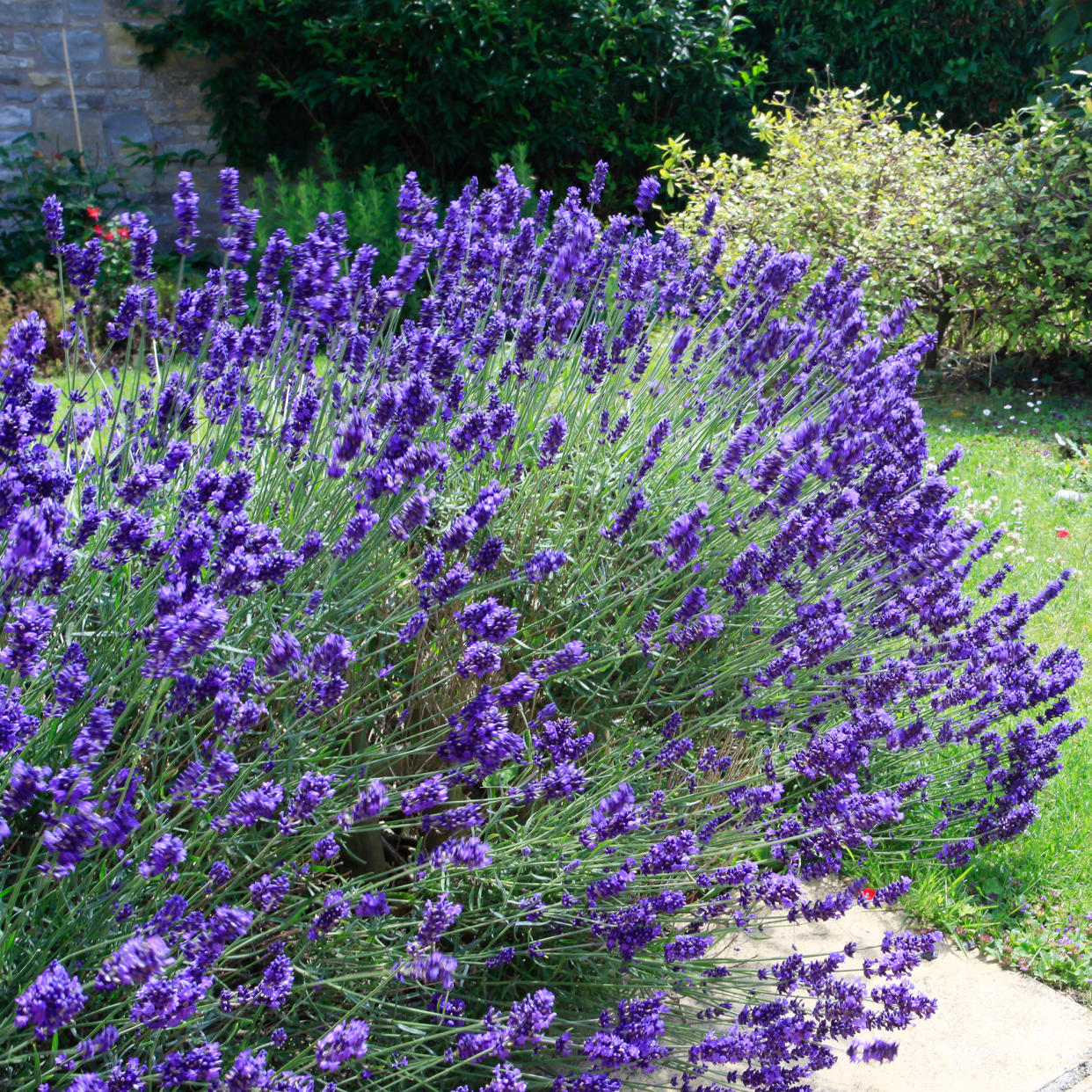  Lavender plant close up. 