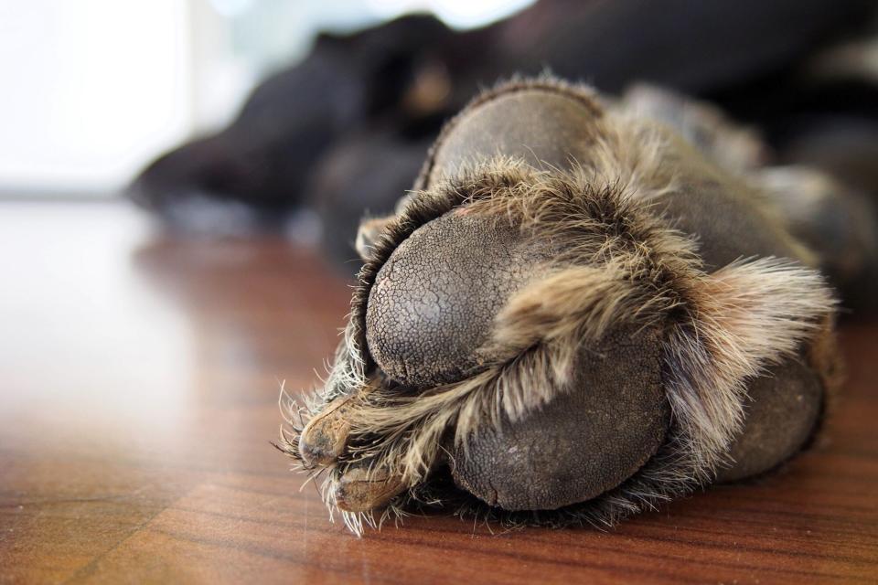 Closeup of furry dog paw