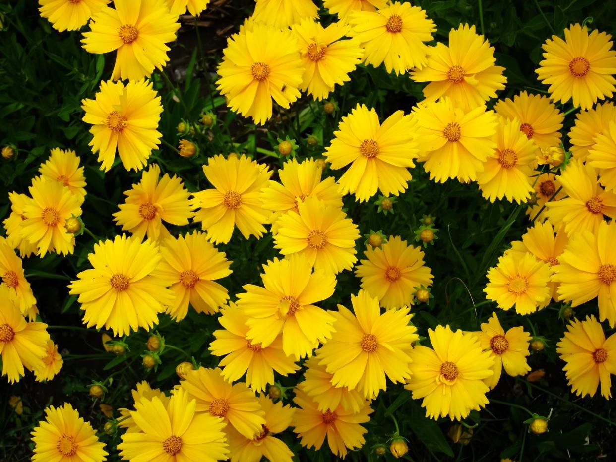 yellow flowers of lance leaved coreopsis coreopsis lanceolata in garden textured