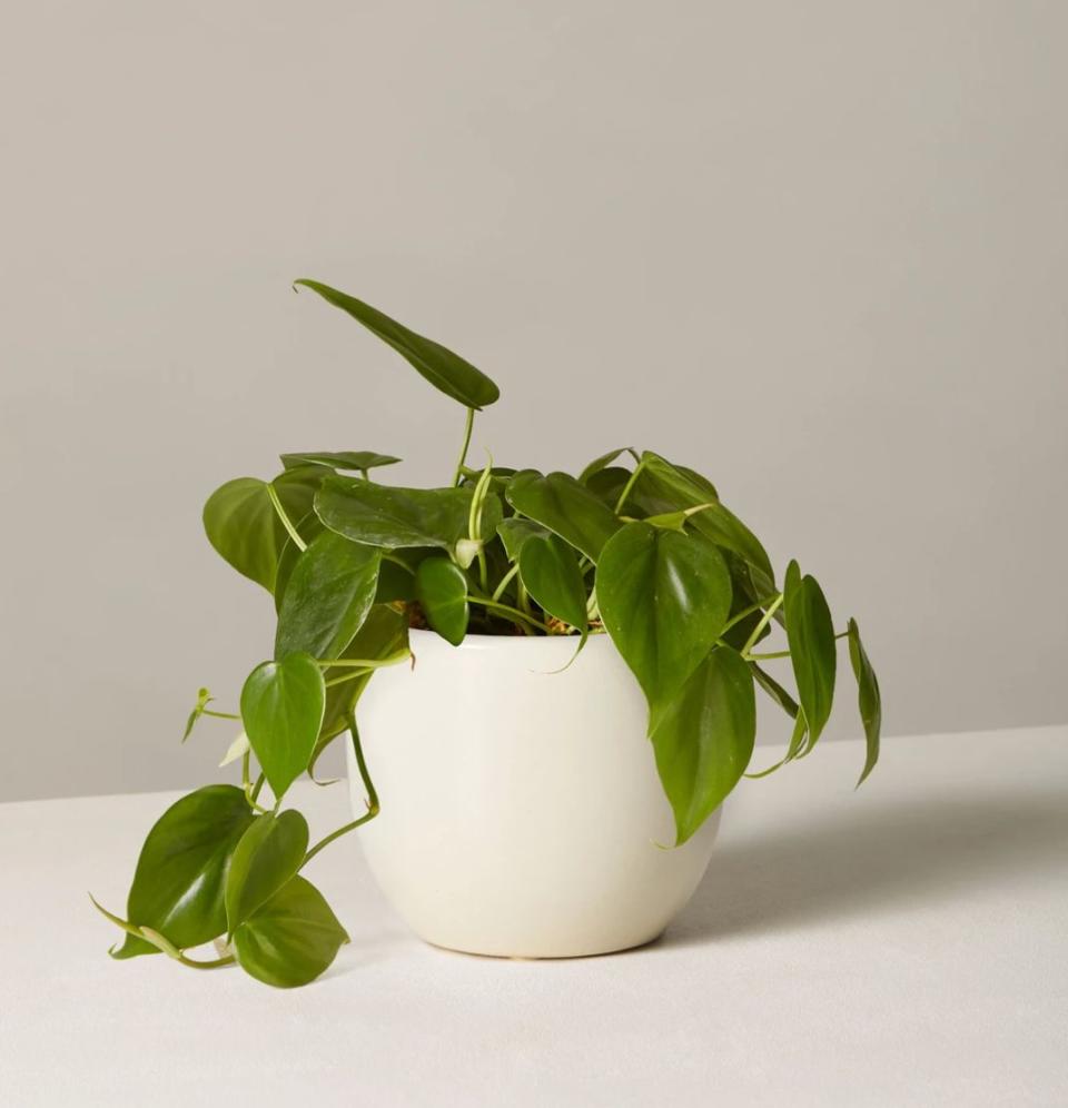 This green philodendron is a best-seller among beginners and green thumbs alike. Find it for $35 at <a href="https://fave.co/3bxlOvV" target="_blank" rel="noopener noreferrer">The Sill.</a>