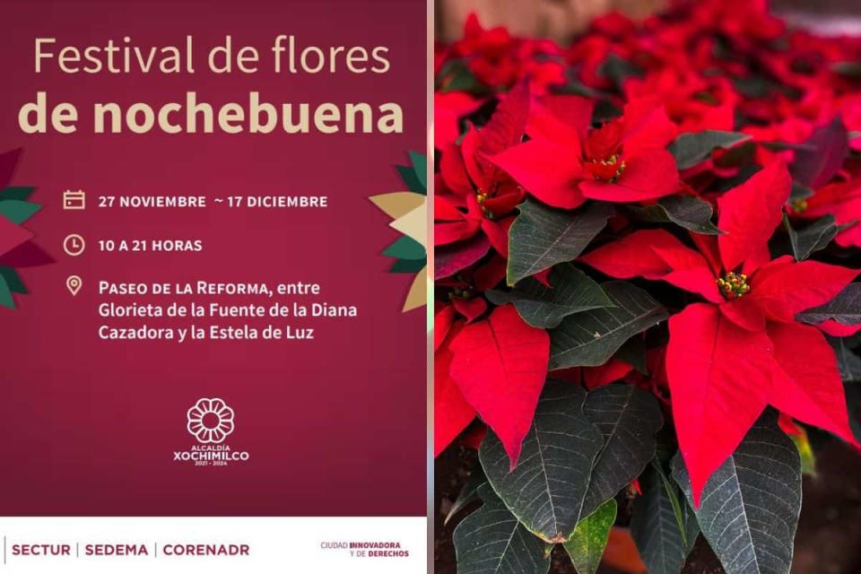 Festival de flores de nochebuena 2023