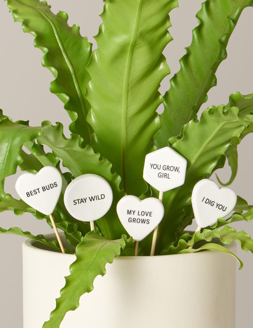 Forget about red roses. These ceramic pops that are for plant parents and theif little one that just keeps growing. <strong><a href="https://fave.co/2RwdXHU" target="_blank" rel="noopener noreferrer">Find them at The Sill</a></strong>.