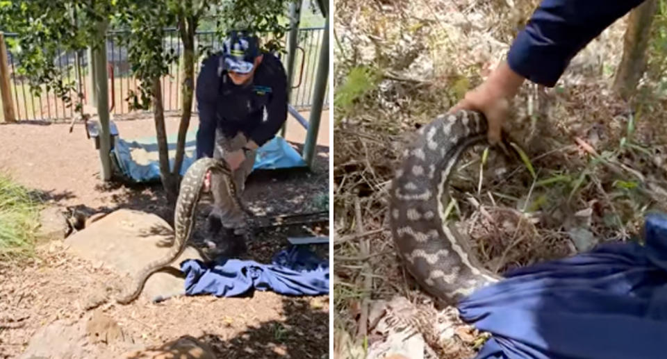 snake Carpet python snake with large bulge after eating animal.