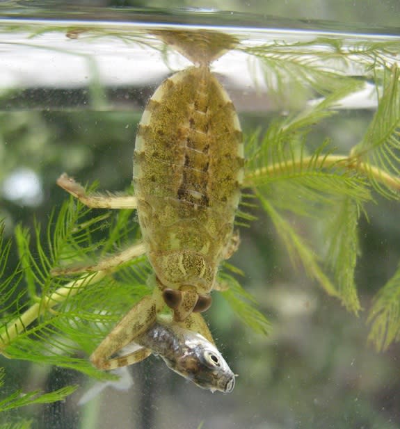 This image shows the larva of a giant water bug feeding on a small fish.