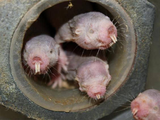 Naked mole rats don’t get cancer, don’t feel pain and don’t have warm blood like other mammals (Reuters)