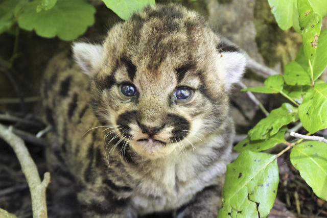 In this photograph provided by the National Park Service, a female mountain lion kitten is shown in Simi Hills, northwest of Los Angeles, Thursday May 18, 2023. National Park Service (NPS) biologists announced mountain lion P-77 recently gave birth to three female kittens in the Simi Hills, in the Santa Monica and Santa Susana Mountain ranges. (National Park Service via AP)