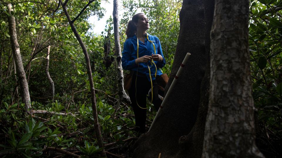 Megan King, 21,  an environmental studies major at Florida Gulf Coast University works in a mangrove forest in Bonita Springs as part of a study she is taking part in. The study looks at how climate change and disturbance events are affecting the overall health of mangrove systems. She says, " I know wherever I go that I am going to be affected financially, physically and emotionally because of climate change, and that is really scary to think about."