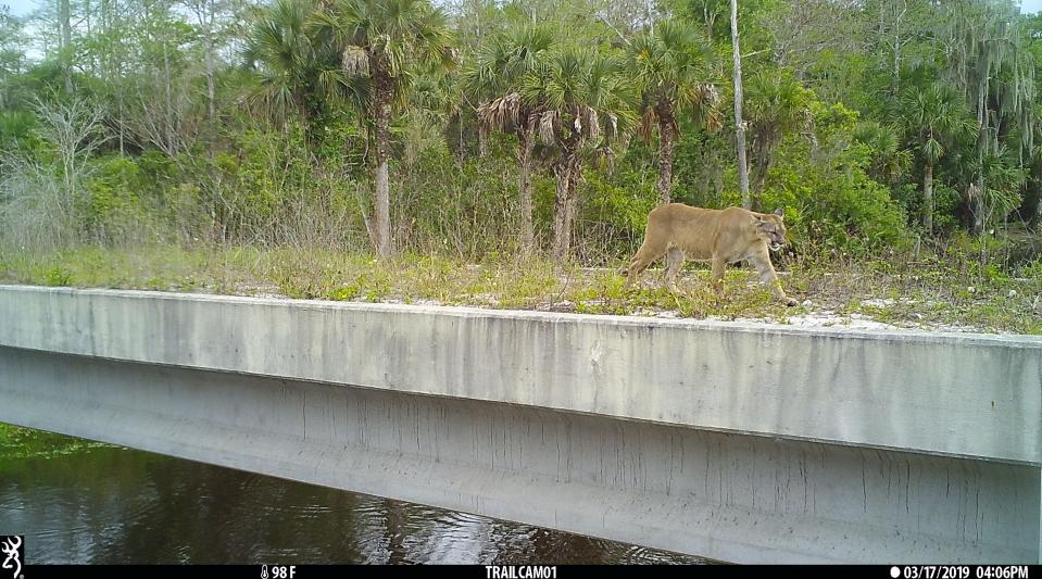 Florida panther