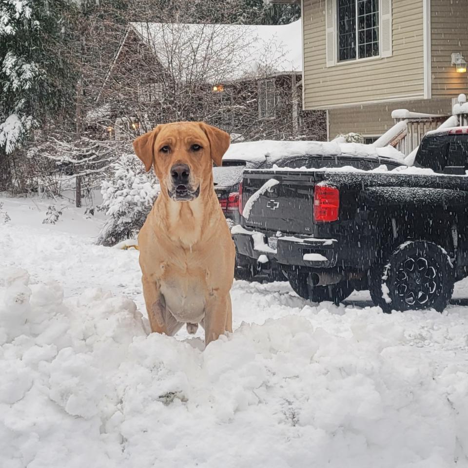 This is lynch! Our 3-year-old yellow Labrador in Gold Bar, WA.