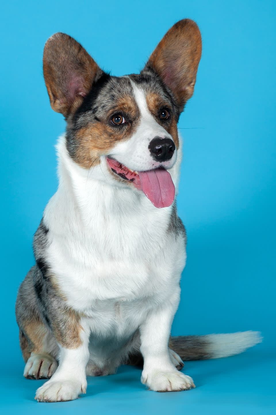 herding dog breeds like cardigan welsh corgis