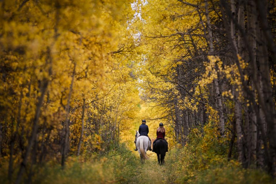 Riders and their horses pass through autumn colours