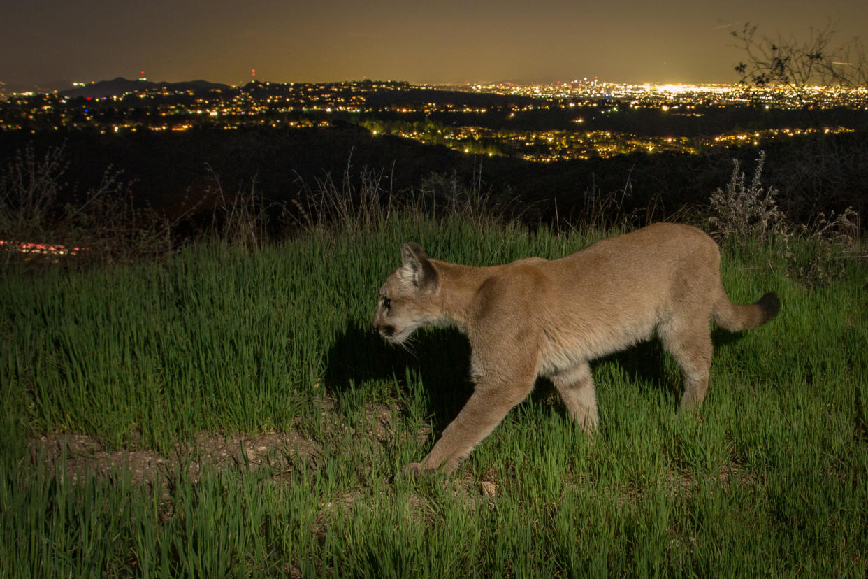 Una cría de ciervo mulo (Odocoileus hemionus) en Glendale, California, sobre el centro de Los Ángeles, en agosto de 2020. (Johanna Turner vía The New York Times)