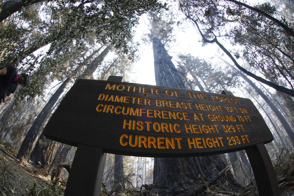 An old-growth redwood tree named "Mother of the Forest" is still standing in Big Basin Redwoods State Park, Calif., Monday, Aug. 24, 2020. The CZU Lightning Complex wildfire tore through the park but most of the redwoods, some as old as 2,000 years, were still standing. (AP Photo/Marcio Jose Sanchez)