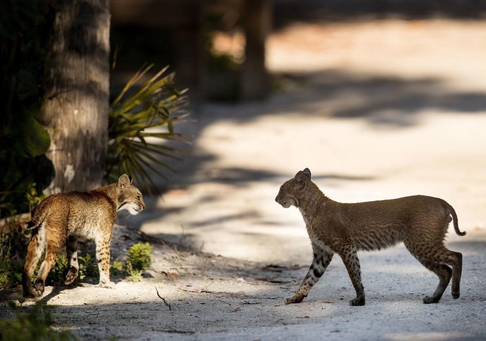 Bobcats are afraid of humans and do not usually attack people.