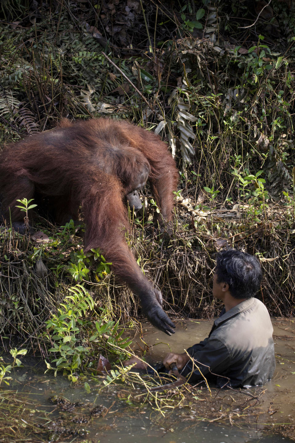 The orangutan holds out his hand to help the man in the water who is clearing snakes as part of a conservation effort to protect the apes in Borneo. See SWNS copy SWCAhand: This is the touching moment an orangutan tries to lend a helping hand to a man searching for the animals' sworn enemies - snakes. The striking image appears to show the great ape reaching out to assist the man, who is stood in a river. The picture was taken in a conservation forest area in Borneo where the endangered species are protected from hunters.