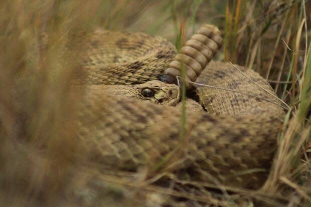 Sheri Monk, Snakes on a Plain