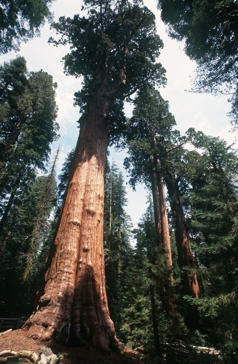 Redwoods are a promising tree, not only for their commercial appeal and speedy growth, he said. The species is shade tolerant, meaning tree farmers could continually grow younger stands beneath older ones while harvesting every few years or so. Thomas Muncke/dpa