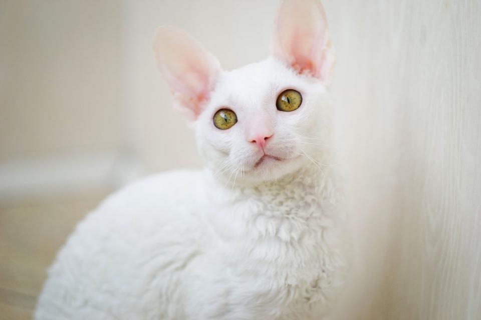 Cornish Rex