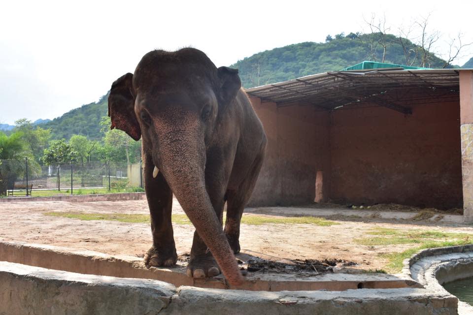 世界上最孤獨的大象。（圖／翻攝自臉書《Free Kaavan the Elephant》）