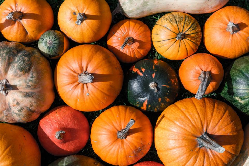 Different kind of pumpkins closeup. Halloween and autumn background