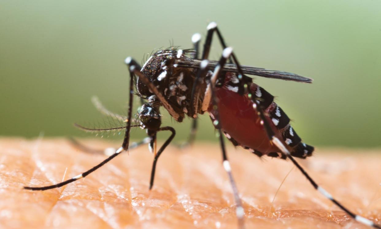 <span>The <em>Aedes albopictus </em>mosquito carries dengue fever and has become established in 13 European countries.</span><span>Photograph: frank600/Getty Images/iStockphoto</span>
