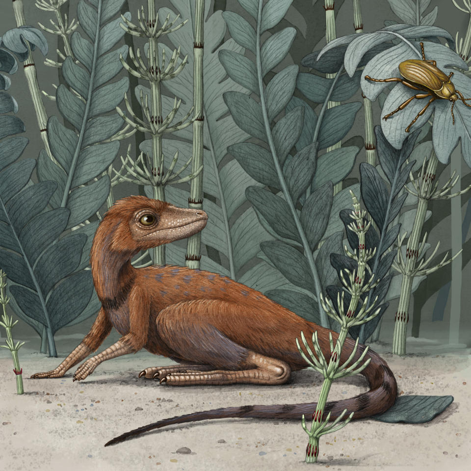 This illustration provided by Alex Boersma in July 2020 depicts a Kongonaphon kely, a tiny relative of dinosaurs and pterosaurs. Kongonaphon lived roughly 237 million years ago and would have stood only 10 centimeters (4 inches) tall. (Alex Boersma via AP)