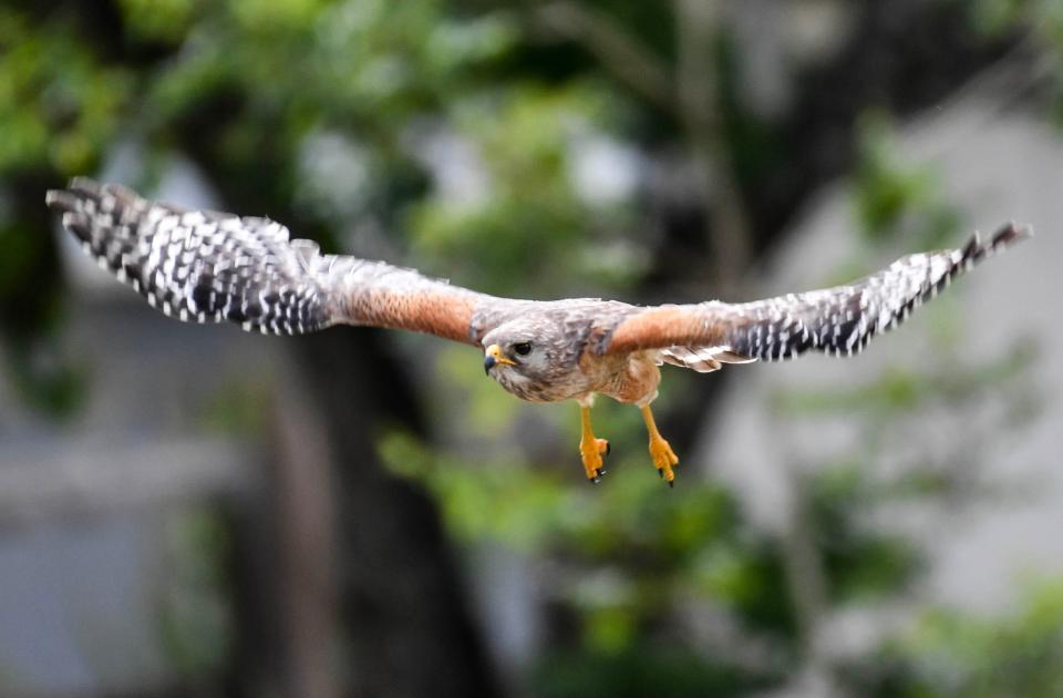 A Red-Shouldered Hawk takes flight along Whispering Lane in Titusville Thursday, May 18, 2023. Residents have reported being attacked by hawks possibly nesting in the area. Craig Bailey/FLORIDA TODAY via USA TODAY NETWORK