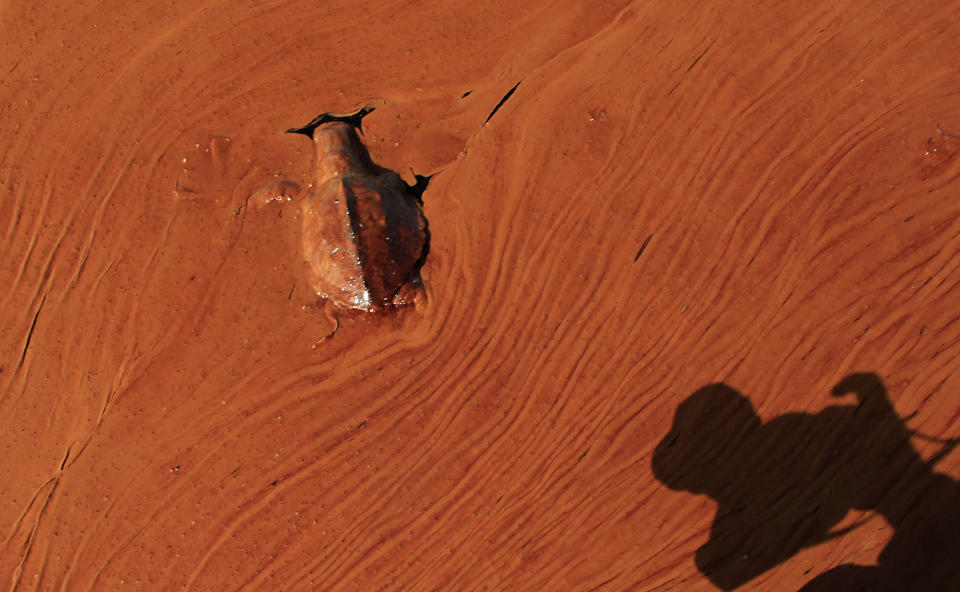 FILE - In this June, 7, 2010 file photo, a photographer takes a photo of a dead turtle floating on a pool of oil from the Deepwater Horizon spill in Barataria Bay off the coast of Louisiana. On April 20, 2010, a well blew wild under a BP oil platform in the Gulf of Mexico. Eleven workers were missing that day, and would later be declared dead. Ten years after the explosion on that Deepwater Horizon rig off Louisiana's coast, The Associated Press is making the original story and photographs available. (AP Photo/Charlie Riedel, File)