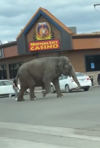 <p>Brittany McGinnis via Storyful</p> Elephant wanders the streets in Butte, Montana