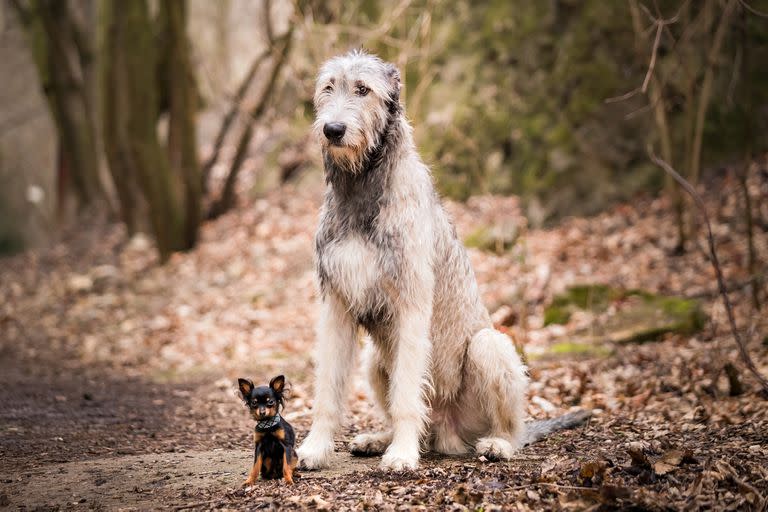 Examinaron las causas de las diferencias en la esperanza de vida y la muerte en 164 razas de perros