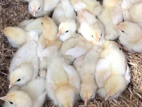 More than 160 chicks found dumped at roadside