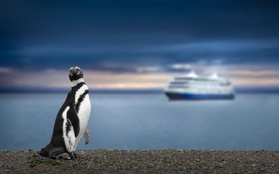 The wildlife in remote corners of Patagonia will soon be accessible once again by cruise ship - AUSTRALIA PHOTOGRAPHY