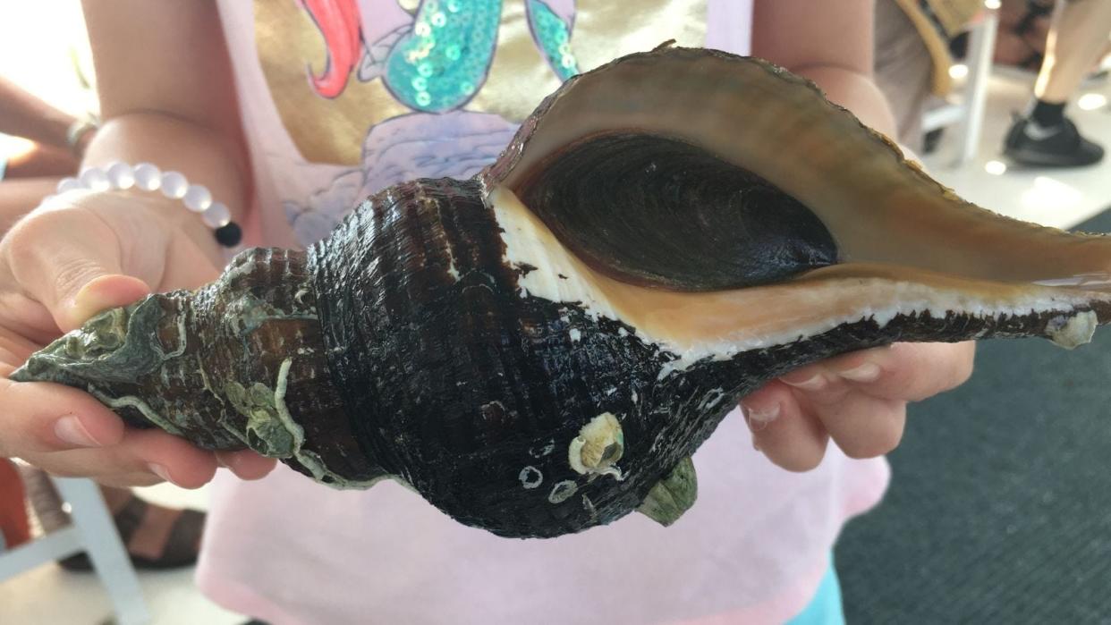 Marine Discovery Center in New Smyrna Beach.