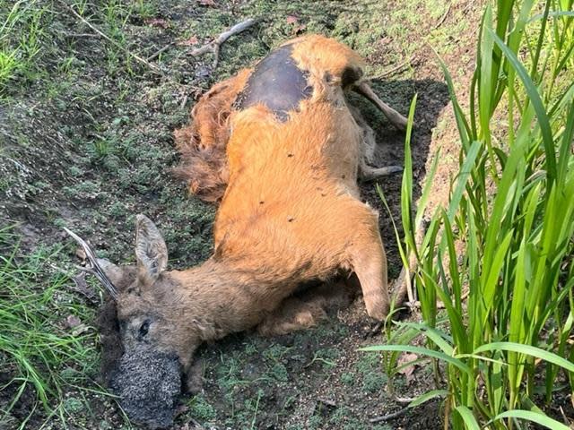 A dead deer is seen on the banks of the Oder River after thousands of dead fish were found floating on the river's surface, in Oder, Poland, August 16, 2022. / Credit: Jo Harper/Anadolu Agency/Getty