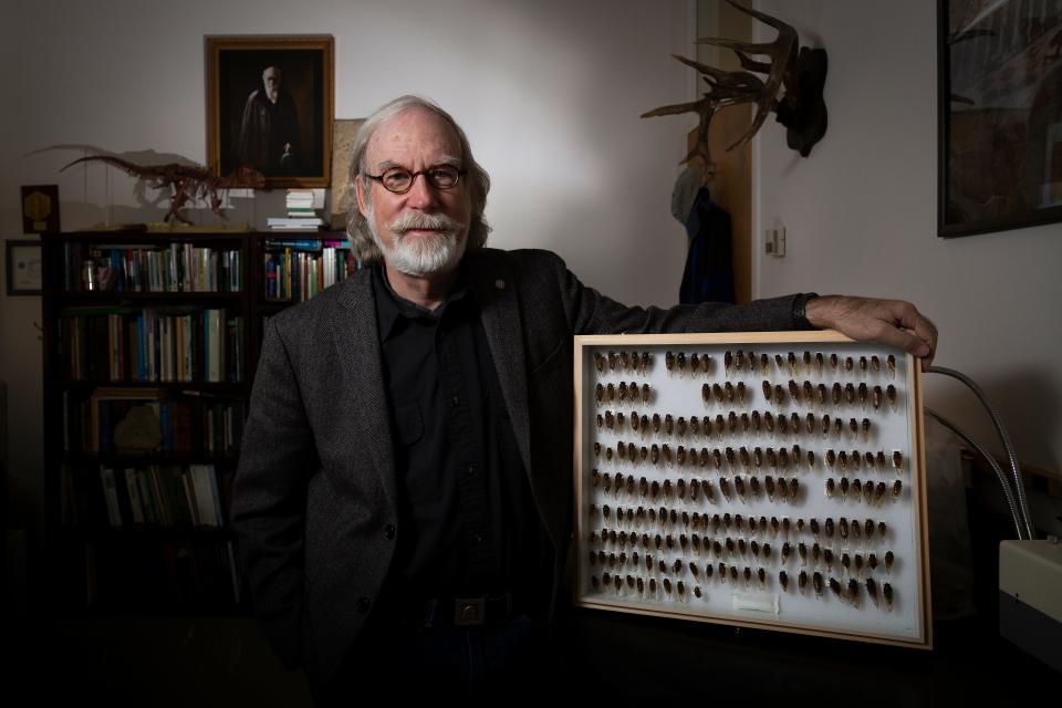 Gene Kritsky, dean of the School of Behavioral and Natural Sciences at Mount St. Joseph University, stands with a case of preserved cicadas in his university office in Delhi Township, Ohio, on Friday, April 23, 2021. Kritsky has a collection of thousands of samples, dating back decades.