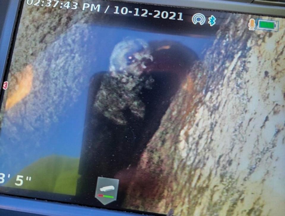 This photo provided by New York State Parks on Wednesday, Oct. 13, 2021, shows a 12-year-old dog named Liza being viewed on a plumbing camera in a crevice in Kerhonkson, N.Y. (AP)