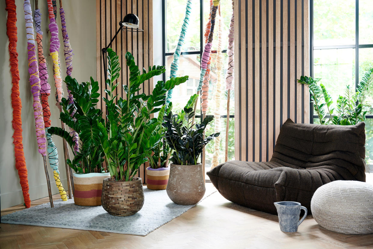  A living room with large zz plants. 