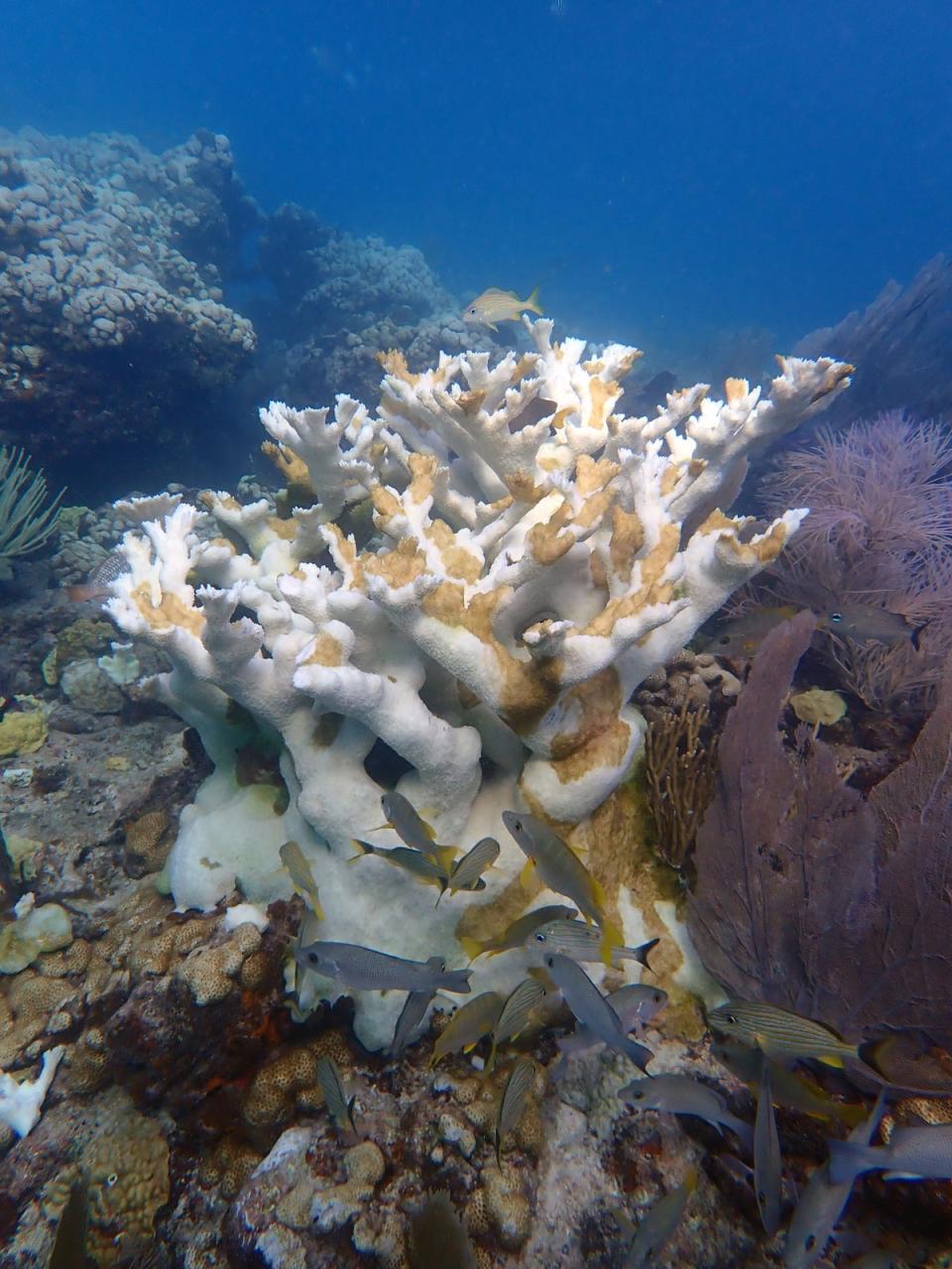 Dead coral at Sombrero Reef in the Florida Keys. The white areas are bleached coral and the brownish orange patches are ‘tissue slough’ – coral tissue that has died before it has a chance to bleach (Coral Restoration Foundation)