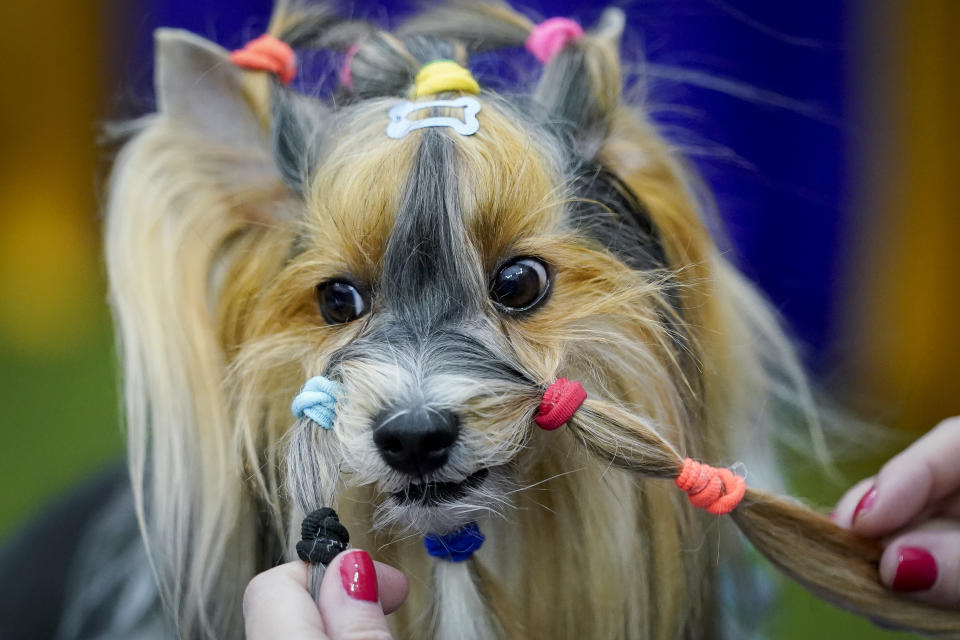 A Havanese is groomed at Arthur Ashe Stadium during the 147th Westminster Kennel Club Dog show, Monday, May 8, 2023, at the USTA Billie Jean King National Tennis Center in New York. (AP Photo/John Minchillo)