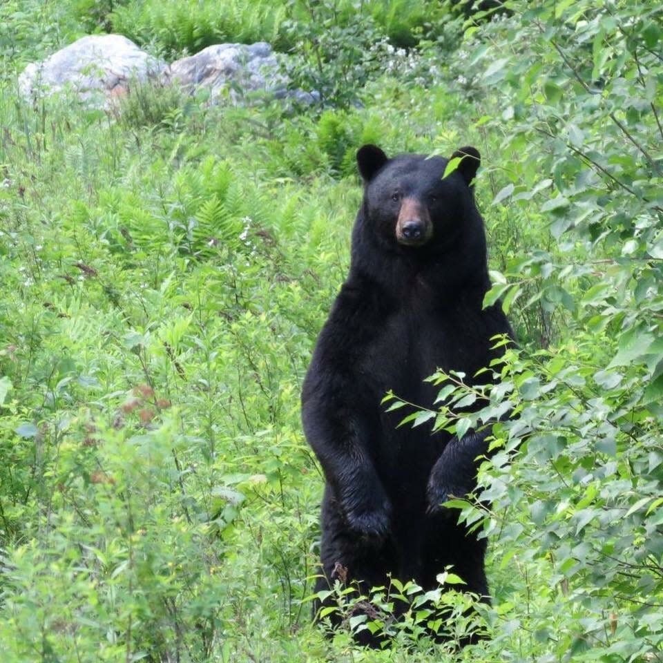 Reports of black bears in the South Burlington area tripled in 2023 compared to previous years.