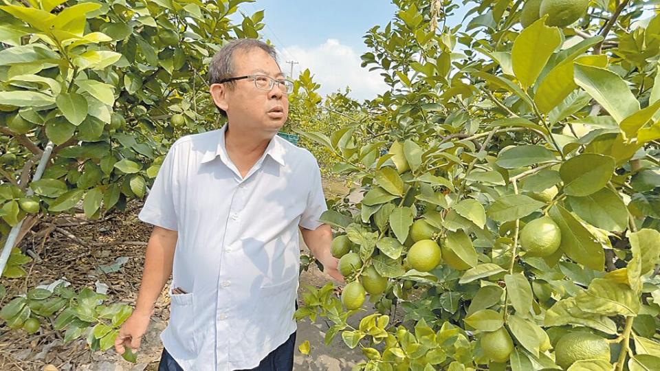 6月即將進入檸檬盛產期，因受去年底小犬颱風影響，檸檬發生延遲性天然災害，造成今年產量減少5至8成，但價格卻一路崩跌。（謝佳潾攝）