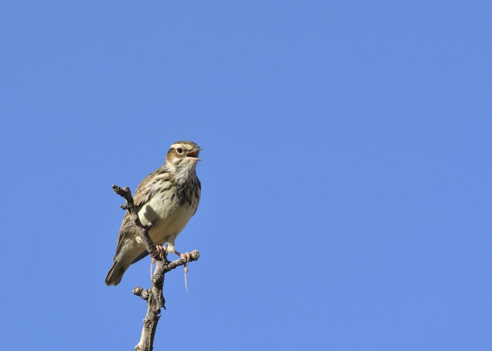 Woodlarks