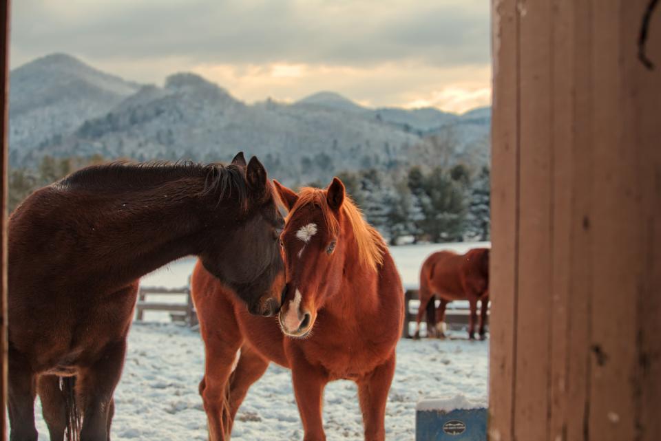 There’s horseback riding, too. The Dillard House Stables offers guided tours atop horseback; everything from a 30-minute beginner tour to scenic farm rides, river rides and private outings.