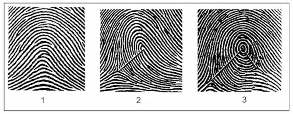 Fingerprints have visible ridge structures, such as arches (left), whorls (middle) and loops (right), but at the microscopic level they have much finer patterns and structures. <a href="https://commons.wikimedia.org/wiki/File:%D0%9F%D0%B0%D0%BB%D1%8C%D1%86%D0%B5%D0%B2%D1%8B%D0%B5_%D1%83%D0%B7%D0%BE%D1%80%D1%8B.jpg" rel="nofollow noopener" target="_blank" data-ylk="slk:ValeriyPolunovskiy/Wikimedia Commons;elm:context_link;itc:0;sec:content-canvas" class="link ">ValeriyPolunovskiy/Wikimedia Commons</a>, <a href="http://creativecommons.org/licenses/by-sa/4.0/" rel="nofollow noopener" target="_blank" data-ylk="slk:CC BY-SA;elm:context_link;itc:0;sec:content-canvas" class="link ">CC BY-SA</a>